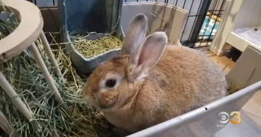 NJ Rabbit Caf Aims To Find Bunnies Their New Forever Homes CBS nj-rabbit-caf-aims-to-find-bunnies-their-new-forever-homes-cbs