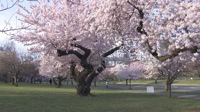 Cherry blossoms in full bloom at Branch Brook Park in Newark, New Jersey. 