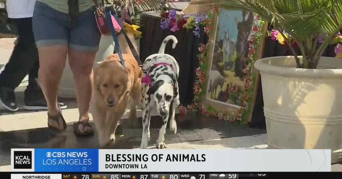 Blessing of the Animals held Saturday - CBS Los Angeles