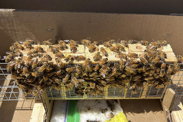 California Storms Farming Bees 