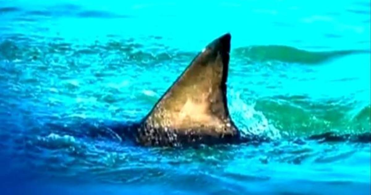 Shark attack remembered 10 years later, News