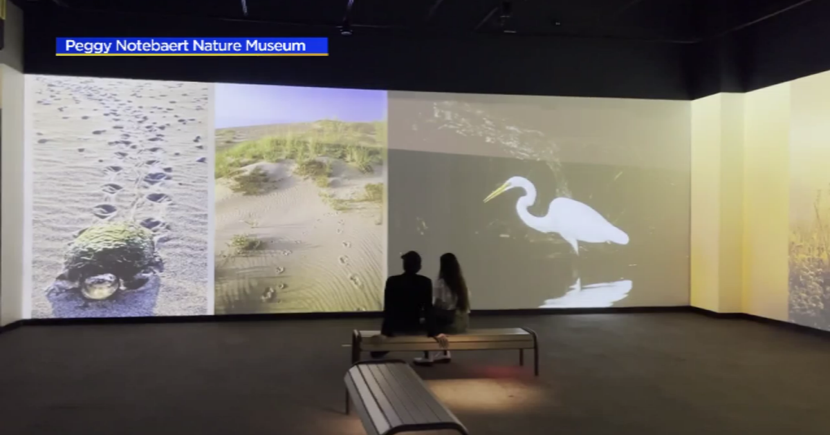 Peggy Notebaert Nature Museum showcases "Wilds of Chicago" CBS Chicago
