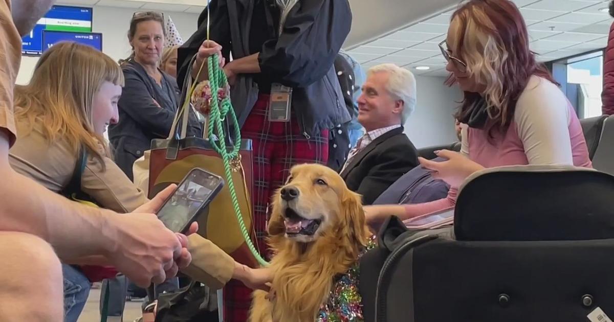 Therapy dog from SFO’s ‘Wag Brigade’ provides comfort for anxious travelers