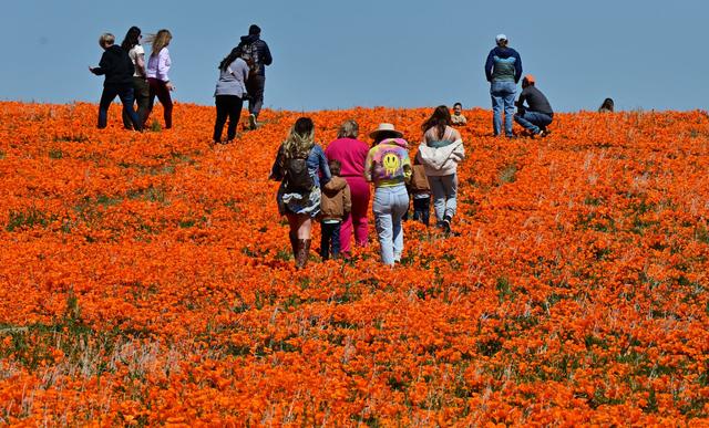 Wildflower Bloom