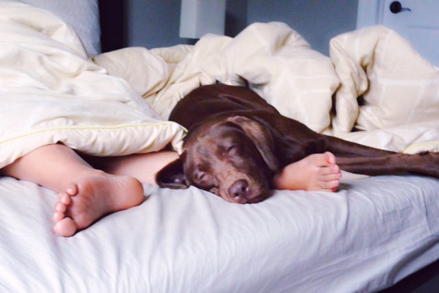 Person Sleeping With Chocolate Labrador On Bed