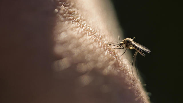 mosquito.jpg 