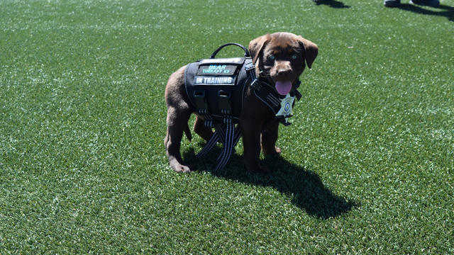 Colorado Rockies Pet Vest Harness - Black