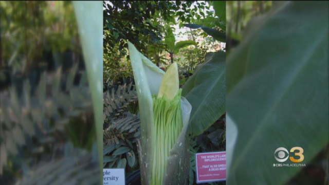 corpse-flower-temple-ambler.png 