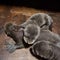 Rare giant otter triplets born at wildlife park