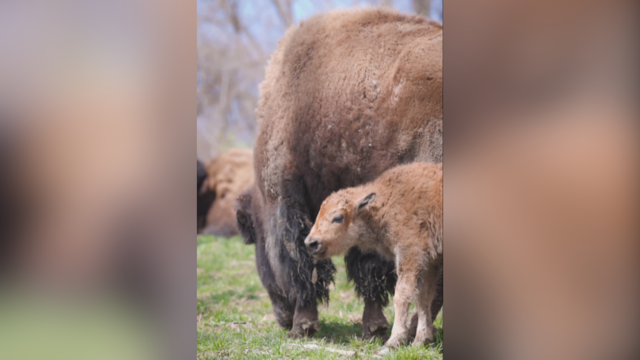 kdka-south-park-game-preserve-baby-bison.png 