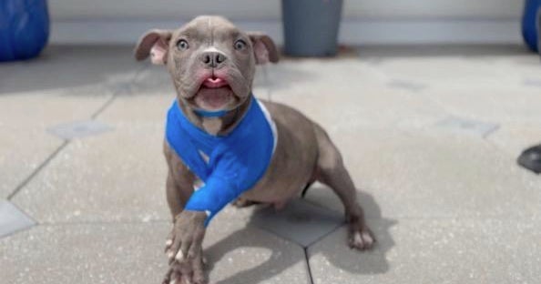 Humane Culture of Tampa Bay finds wounded dog tossed around 6-foot fence