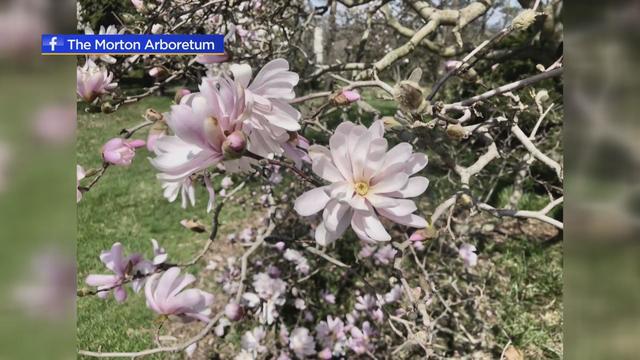 magnolia-trees-bloom.jpg 