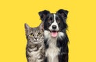 why-pet-insurance-is-worth-it-at-any-age.jpg 