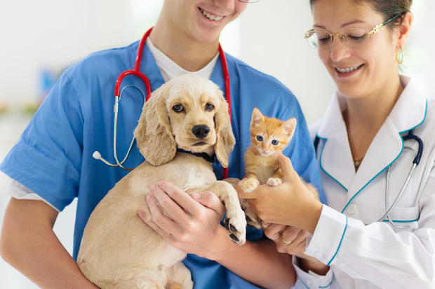 why-young-pets-need-pet-insurance.jpg 