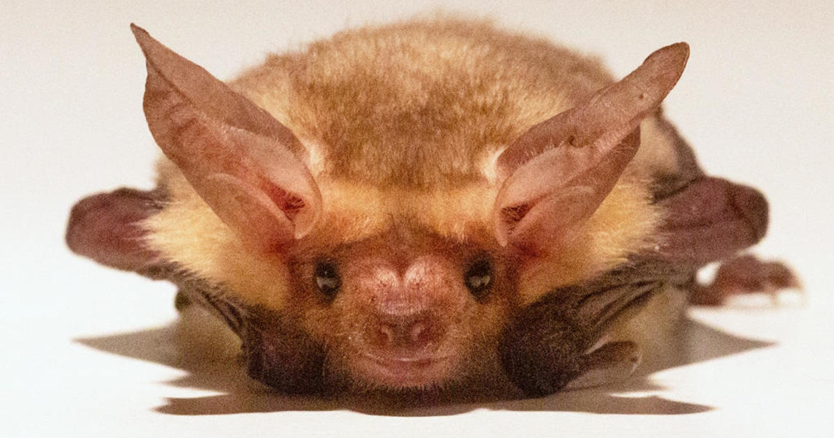 Campaign launched to declare pallid bat as California's state bat CBS