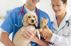 why-young-pets-need-pet-insurance.jpg 