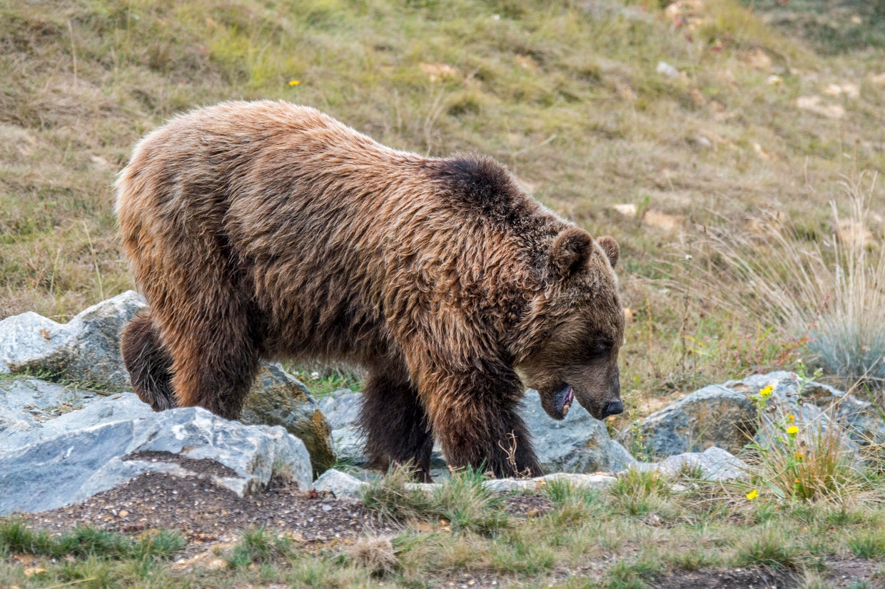 France bears. Тибетский бурый медведь. Бурый медведь (Ursus arctos)- вид на грани исчезновения. Греческий бурый медведь. Медведь бегун.