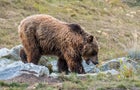 European brown bear foraging among rocks on mountain slope. 