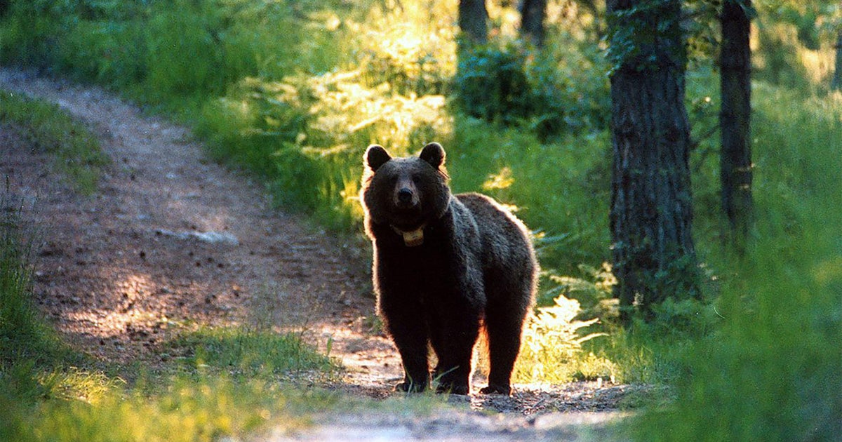 Woman bear that killed jogger will get stay of execution in Italy