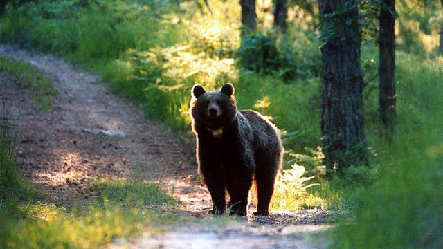 #NEWS: Mamma Bear sentenced to death for killing 26-year-old Italian jogger had attacked before 