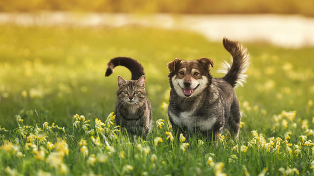 why-spring-may-be-the-best-time-to-buy-pet-insurance.jpg 