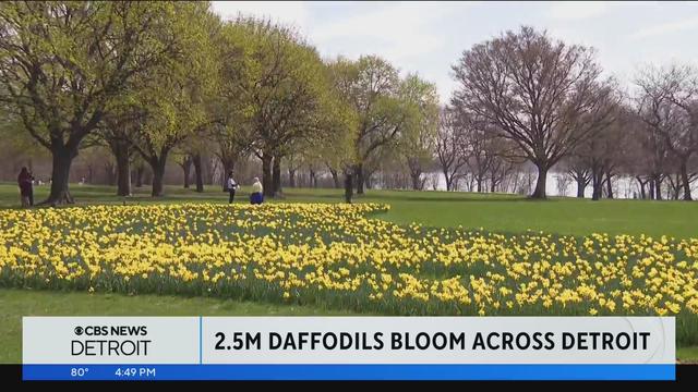 daffodils-blooming-in-detroit.jpg 