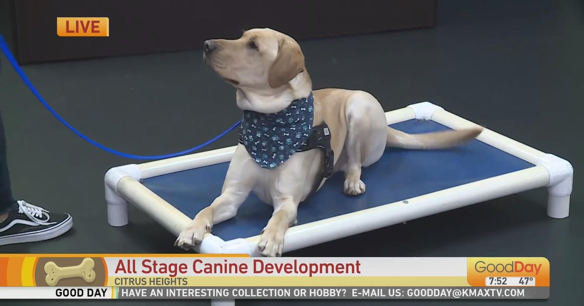 All Stage Canine Development - Good Day Sacramento