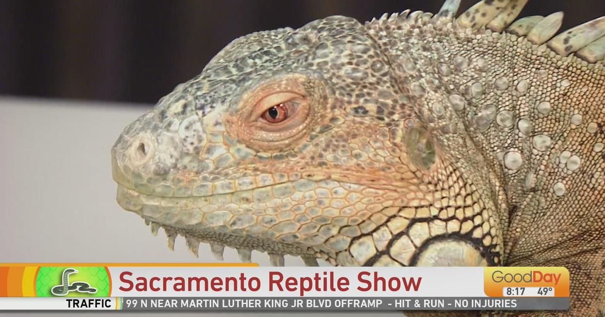 Sacramento Reptile Show at Cal Expo Good Day Sacramento