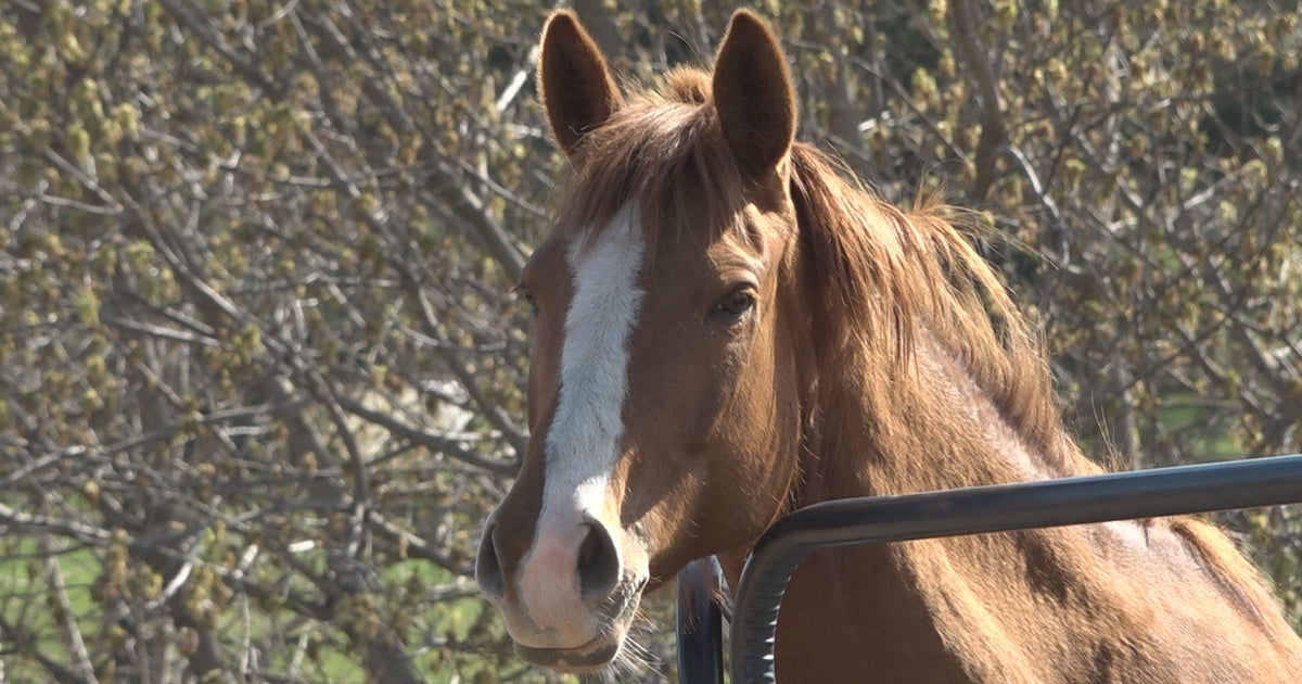 Dozens of horses in Commerce Township must find new home or face