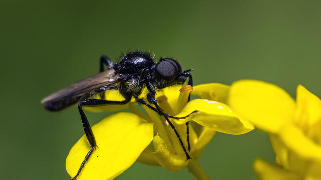 April black fly (Bibio Marci) on a leaf close-up 