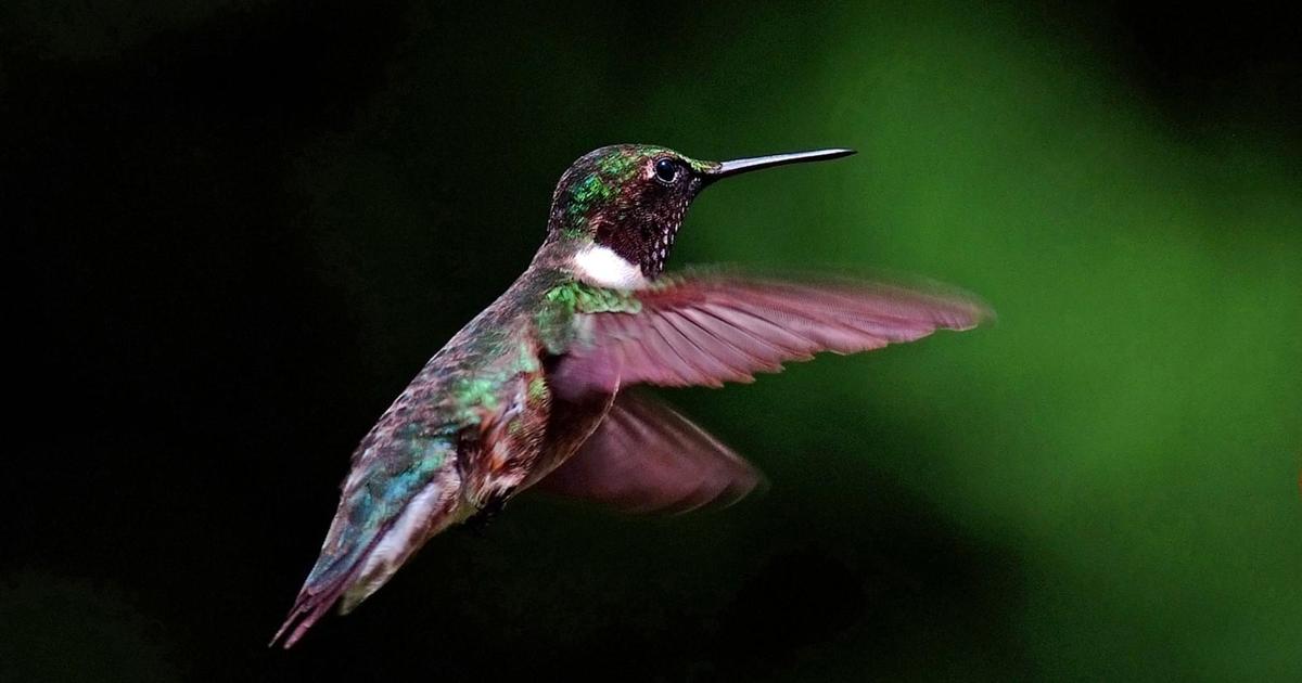 Hummingbirds return to New England for spring CBS Boston