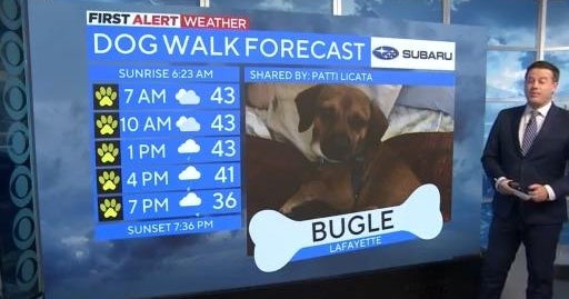 Bugle joins Dog Walk Forecast - CBS Colorado