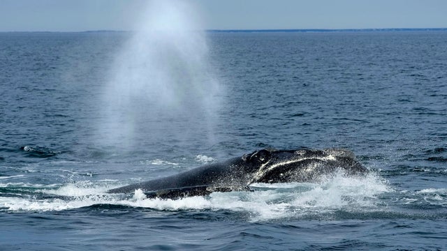 Endangered Species Act Whales Industry 
