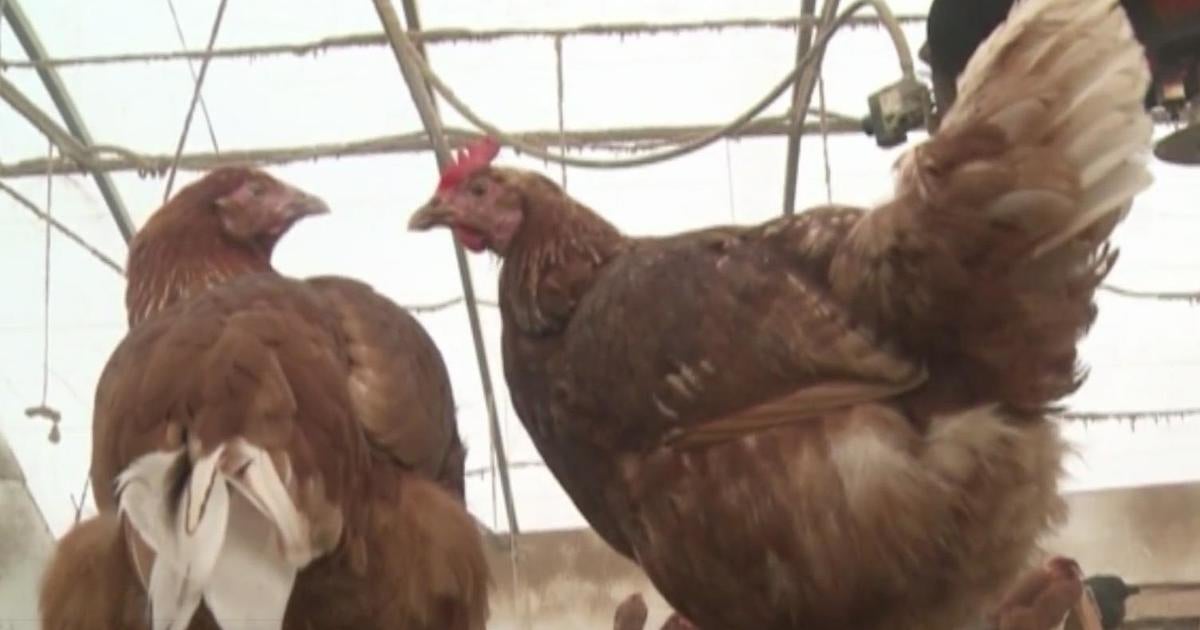 This Season's Bird Flu Outbreak Was Deadliest Seen In The U.S. For ...