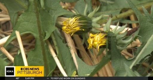 What are the benefits of eating dandelions? CBS Pittsburgh