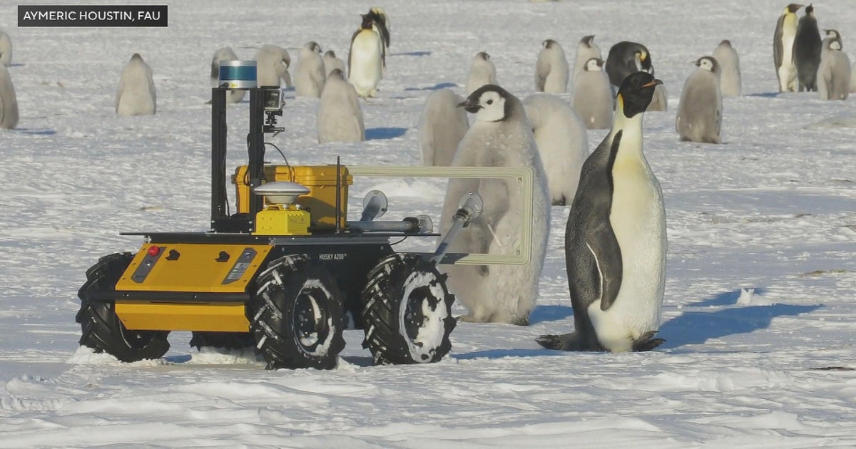 Woods Hole researchers use robot to study endangered emperor penguins