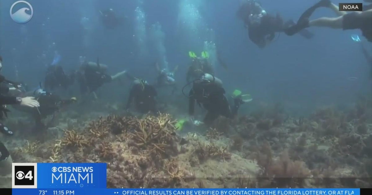 Group's mission at UM is to protect, restore coral reefs CBS Miami