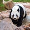 Giant panda on loan from China dies in Thailand zoo
