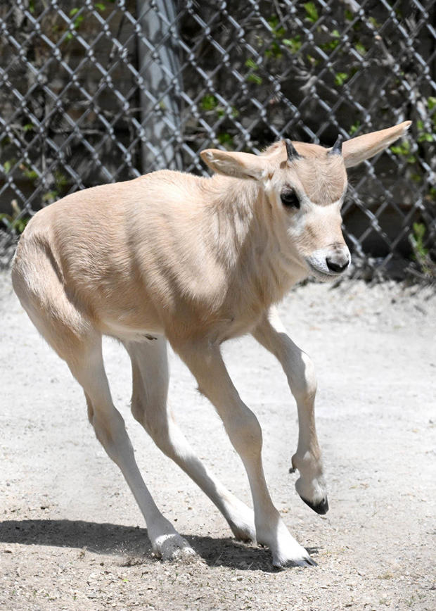 dsc-5794-3-weeks-old.jpg 