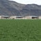 Saudi company draws unlimited Arizona ground water for crop illegal to grow in Saudi Arabia