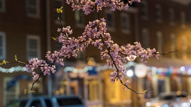 Plum Blossoms of Baltimore 
