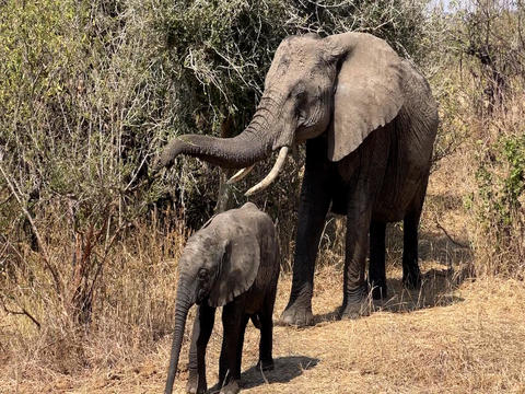 tanzania-elephant-mom-and-baby.jpg 