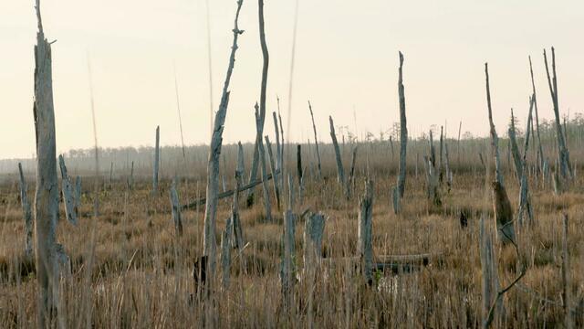 0421-cbsm-ghostforests-chen-1903885-640x360.jpg 