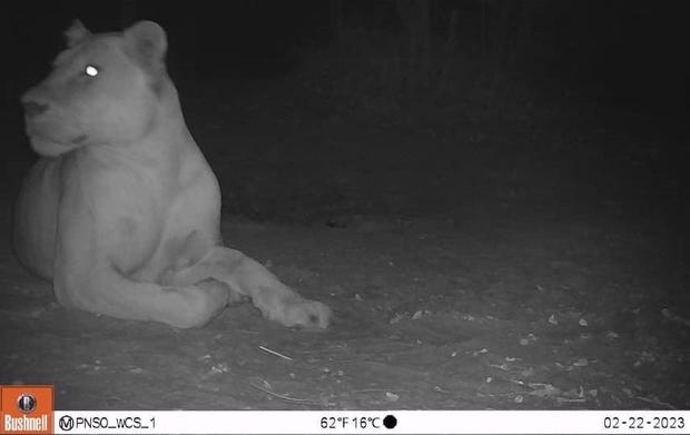Lion sighted in Chad national park for first time in nearly 20 years 