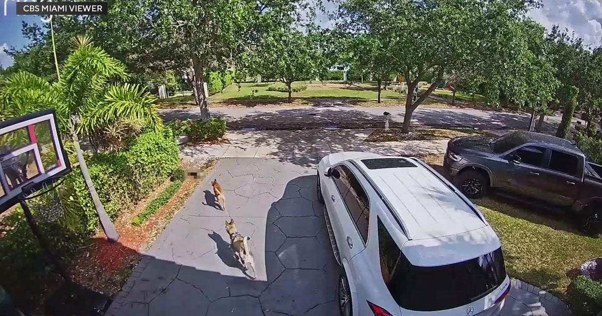 CBS News Miami Distinctive: Miami Lakes female claims same 2 canines return to kill her cats