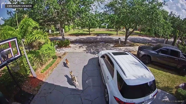 dogs-kill-cat-surveillance-blur.jpg 