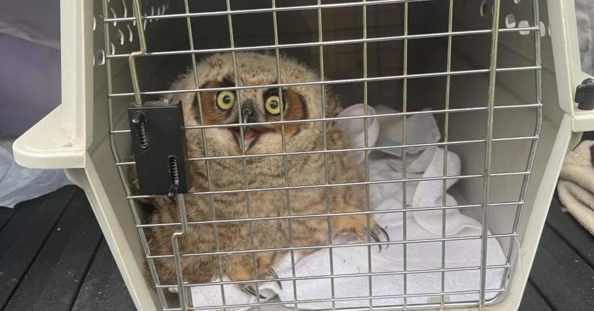 Penn Hills firefighters help baby owl that fell 40 out of nest