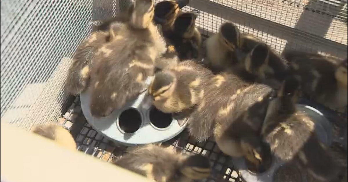 Wetlands and Wildlife Care Center rescues hundreds of orphaned animals