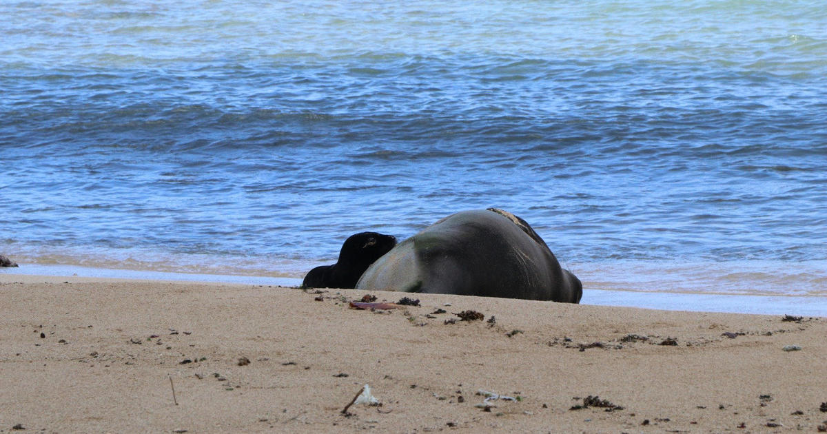 Hawaiian officials block seaside to protect lovely endangered monk seal pup