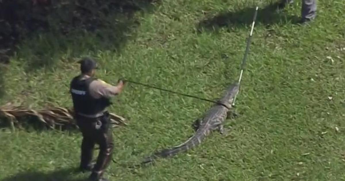 Chopper hanging out with Crocodile